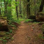 McKenzie River Trail
