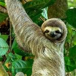 Manuel Antonio National Park - Guided Tour (Optional)