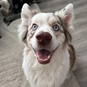Loki's Future Little Brother