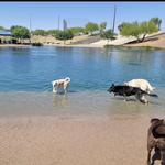 Cosmo Dog Park