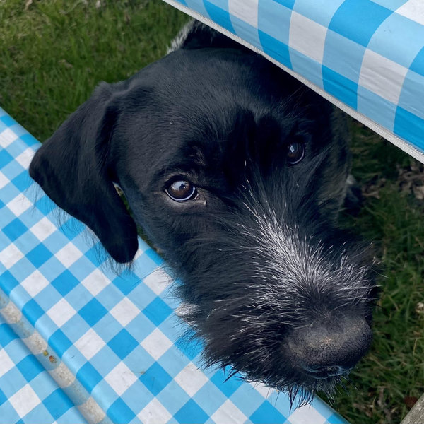 Gunner’s Treats & Toys