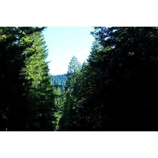 Some more Oregon