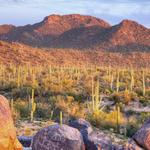 Saguaro National Park