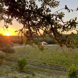 Limestone Terrace Vineyard