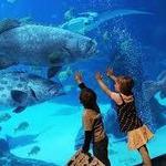 Aquarium of the pacific