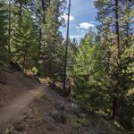 Shevlin Park
