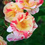 International Rose Test Garden