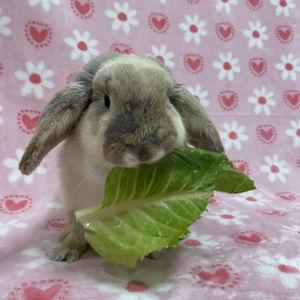 For our future fur baby