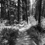 Charcoal Gulch Hike- Trail Number 263