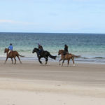 Horseback Riding