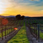 Wineries & Breweries