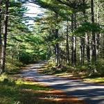 Myles Standish State Forest