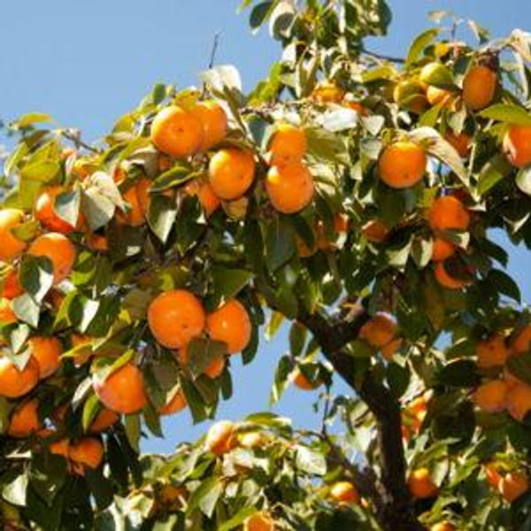 American Persimmon Tree For Sale Online - Mehrabyan Nursery