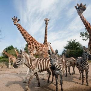 Zoo Trip For Two