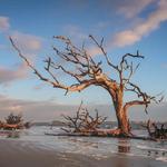 Driftwood Beach