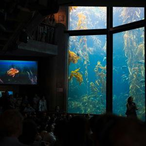 Monterey Aquarium Trip on Our Honeymoon