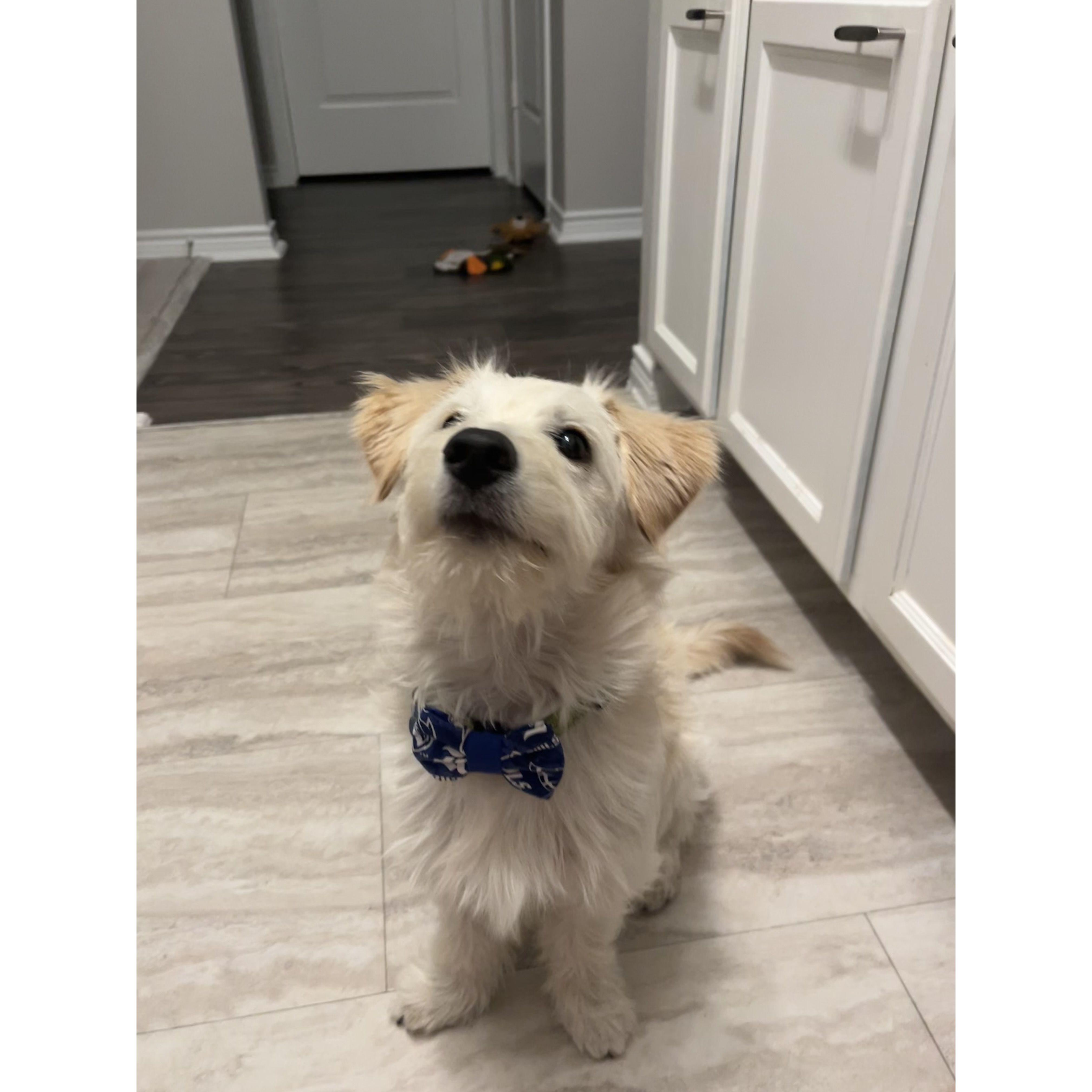 Deker in his Rice owls bowtie