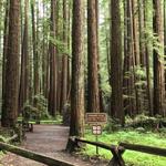 Armstrong Redwoods State Natural Reserve