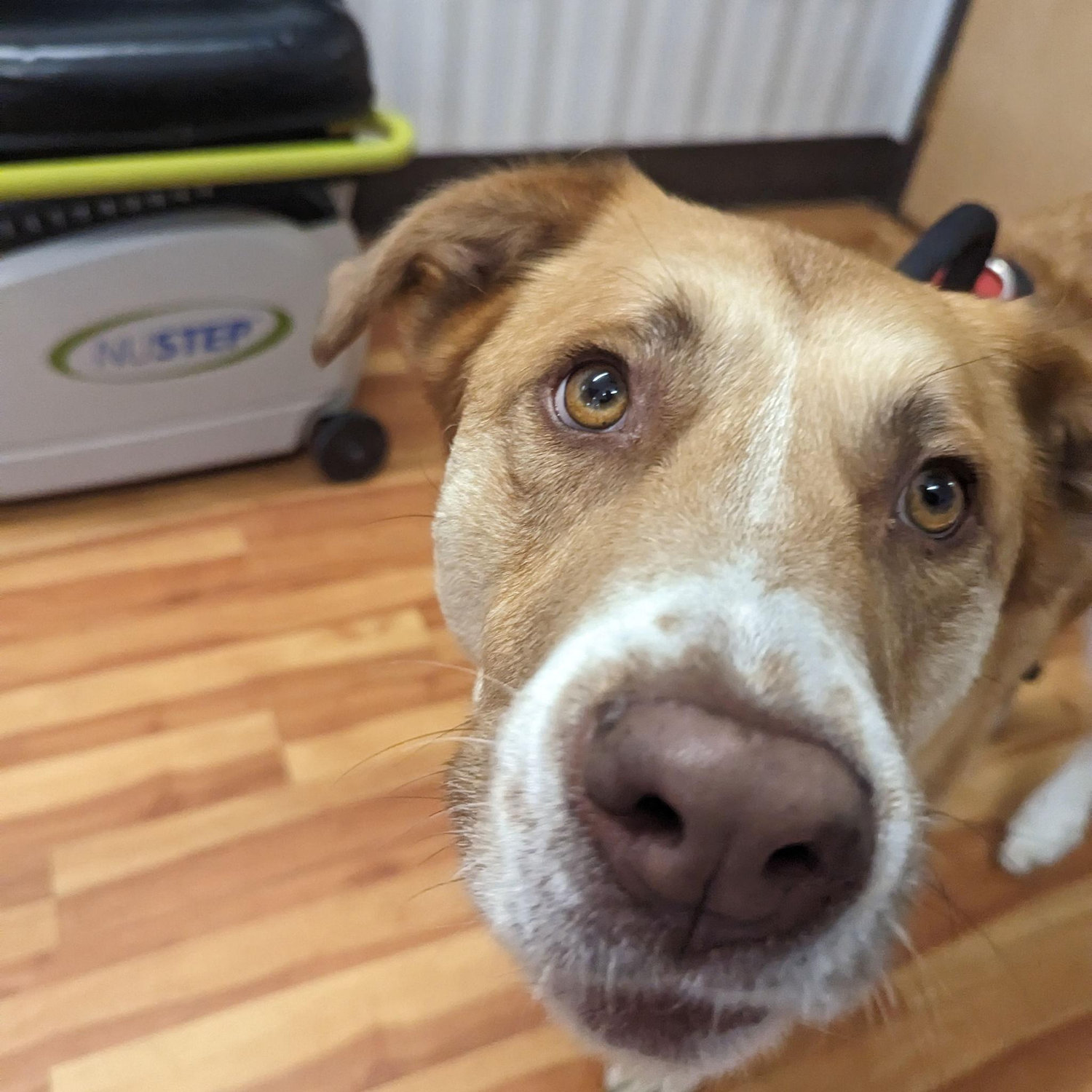 Our wonderful dog Thor. He was the therapy dog when we first started working together. Chris later admitted he would tell Thor "Go win her over for me!"