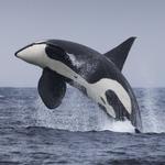 Puget Sound Express Whale Watching Tour