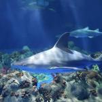 SeaWorld San Antonio
