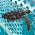 Hang with Turtles