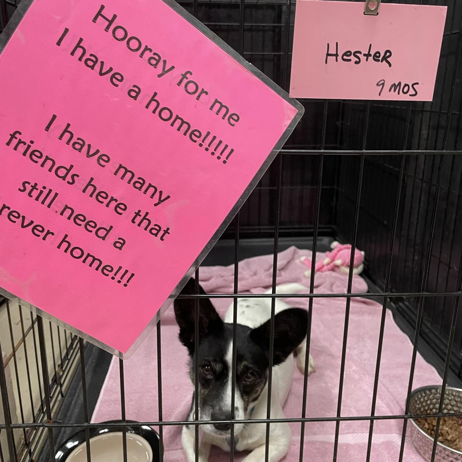 June 2021 - We adopted Hester!