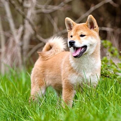 Our Future Puppy