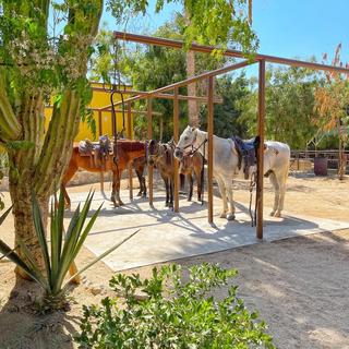 Desert Trail Ride for 2 - Mexico