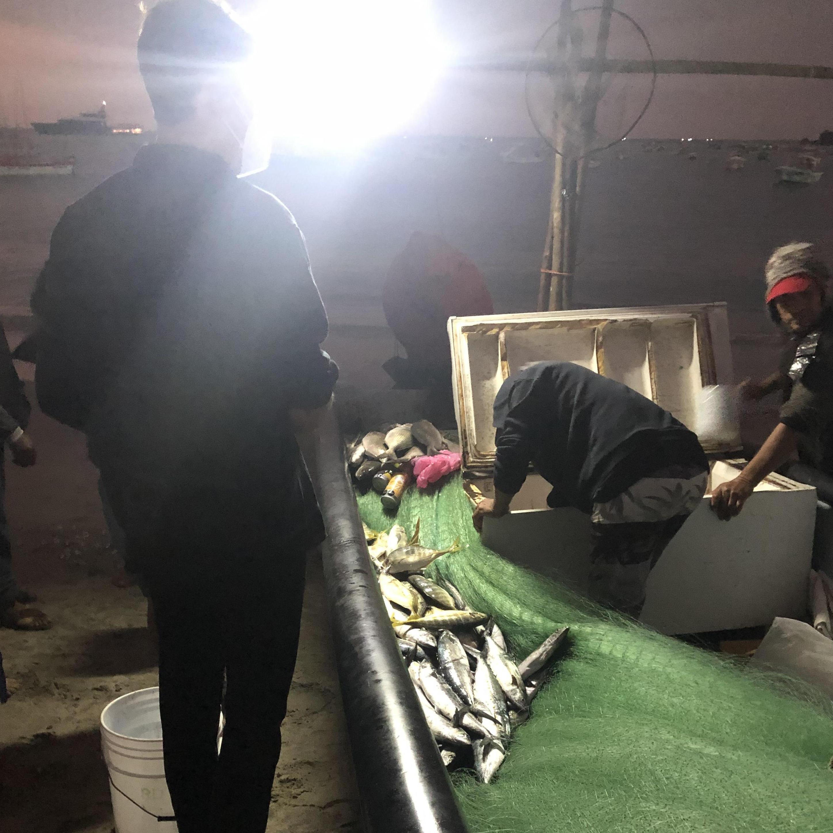 In which an early morning trip to the beach culminates in a fresh fish in the oven.

Partly dissected. Partly following a YouTube expert.