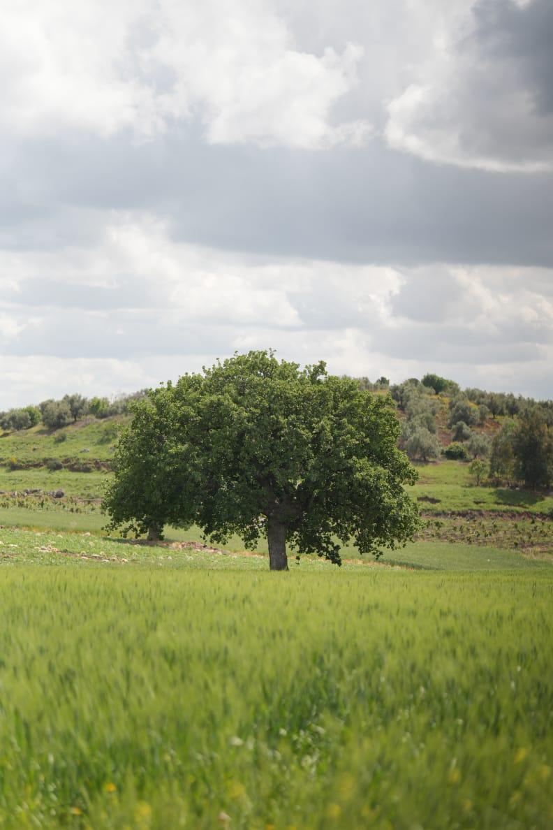 73ac1d6c-1e2b-44fd-8334-c074d99d95fc