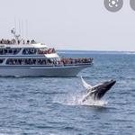 Hyannis Whale Watcher Cruises