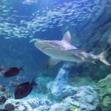 St. Louis Aquarium at Union Station