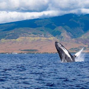 Whale Watching in Australia