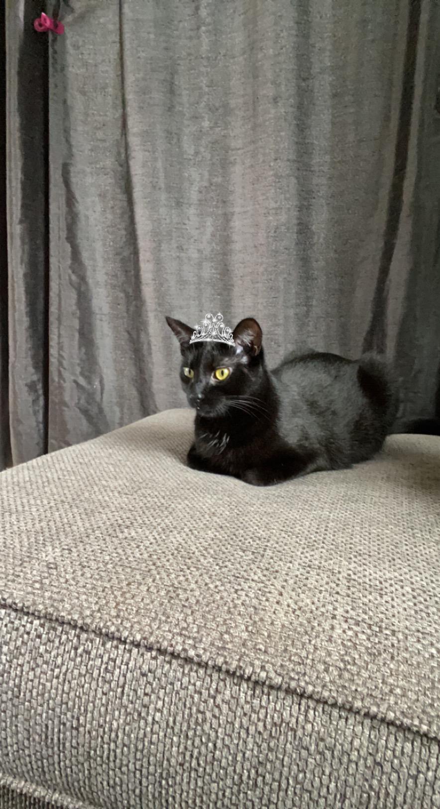 Our Frigga Frigg! The Kittiest Princess in all the Land.