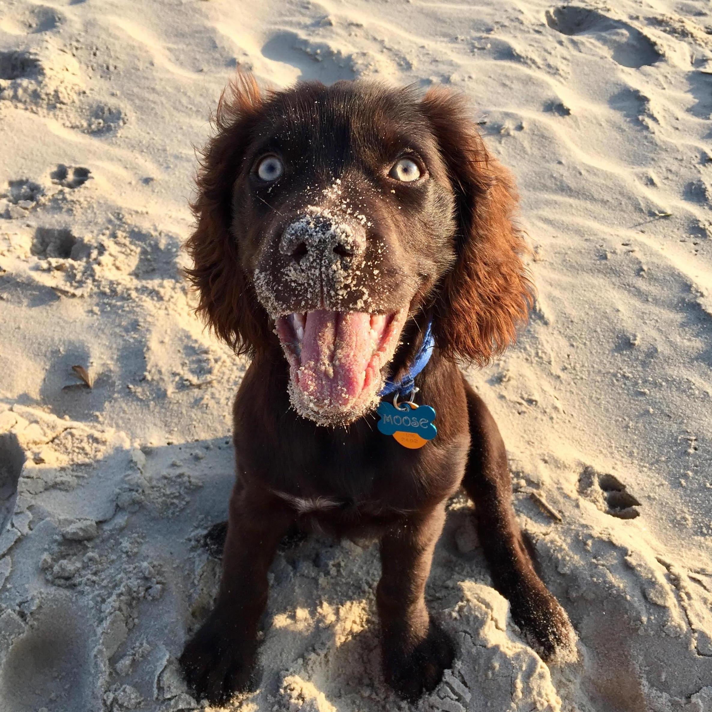 Our first BIG test, Mr. Moose!