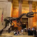 American Museum of Natural History