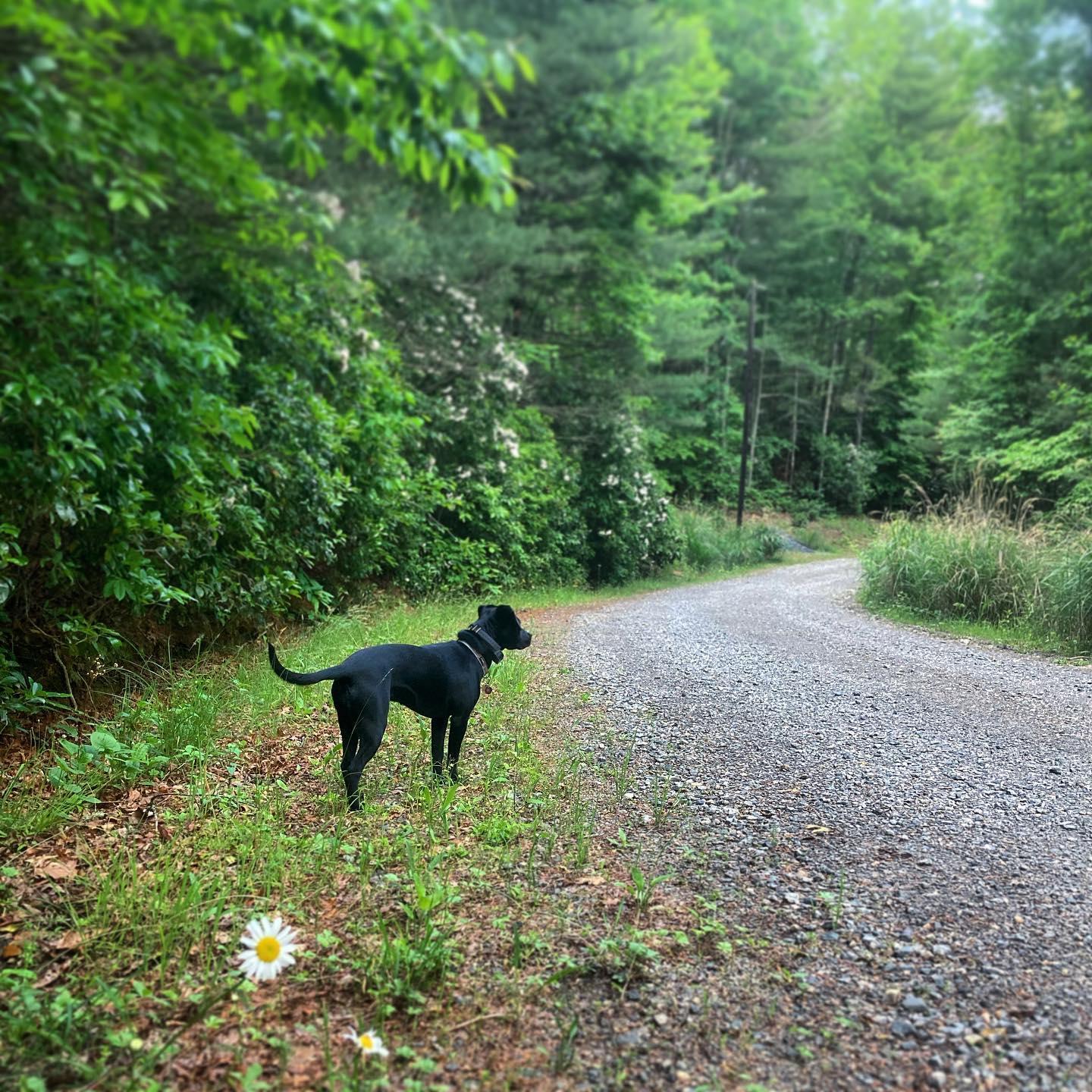 Ziva enjoying a walk down our driveway in North Carolina