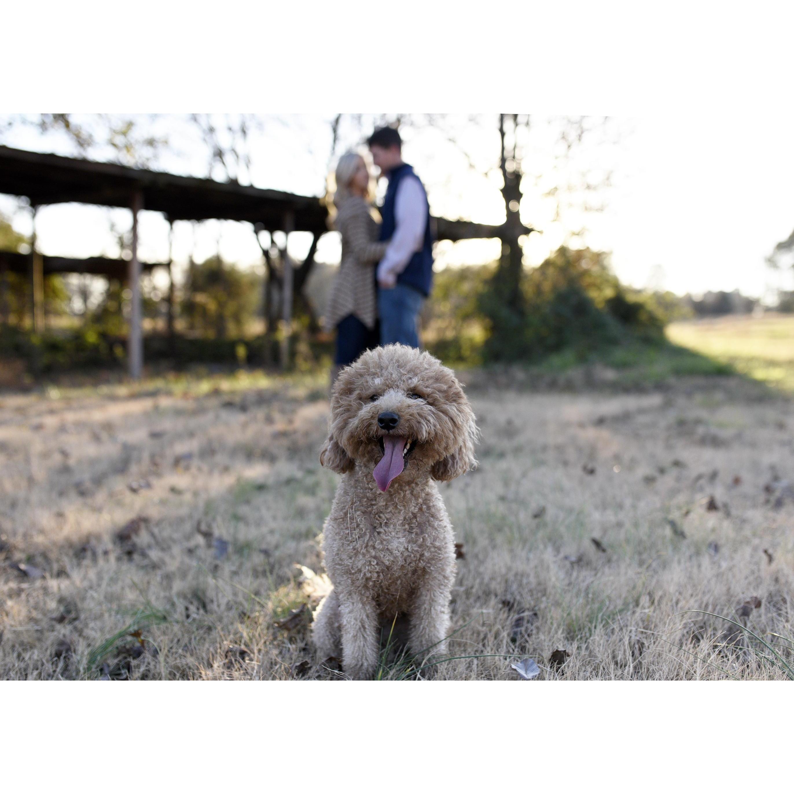 Our pride and joy, Sophie!