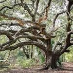 Couturie Forest