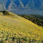 Dog Mountain Trailhead