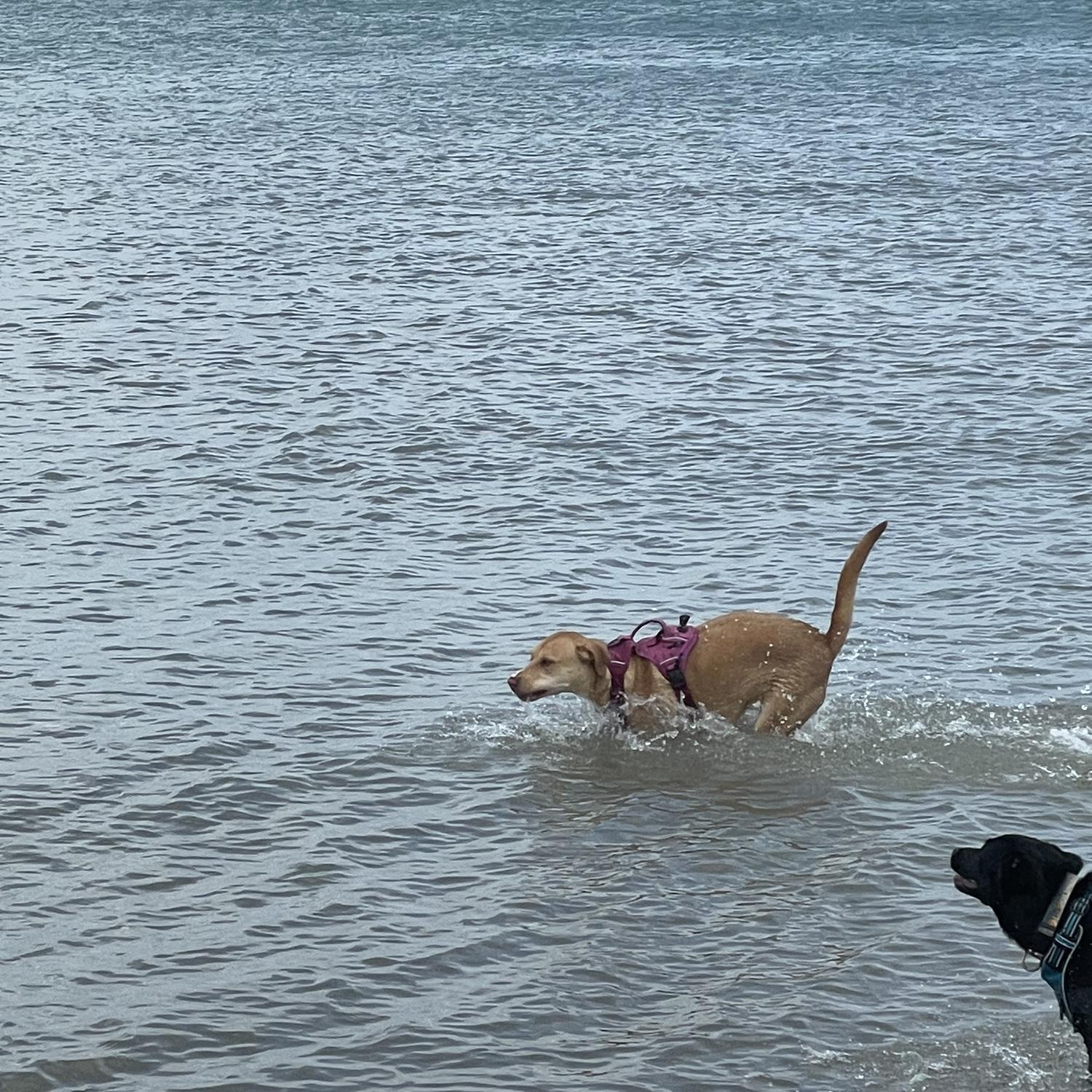 Sunny girl at her favorite dog beach!