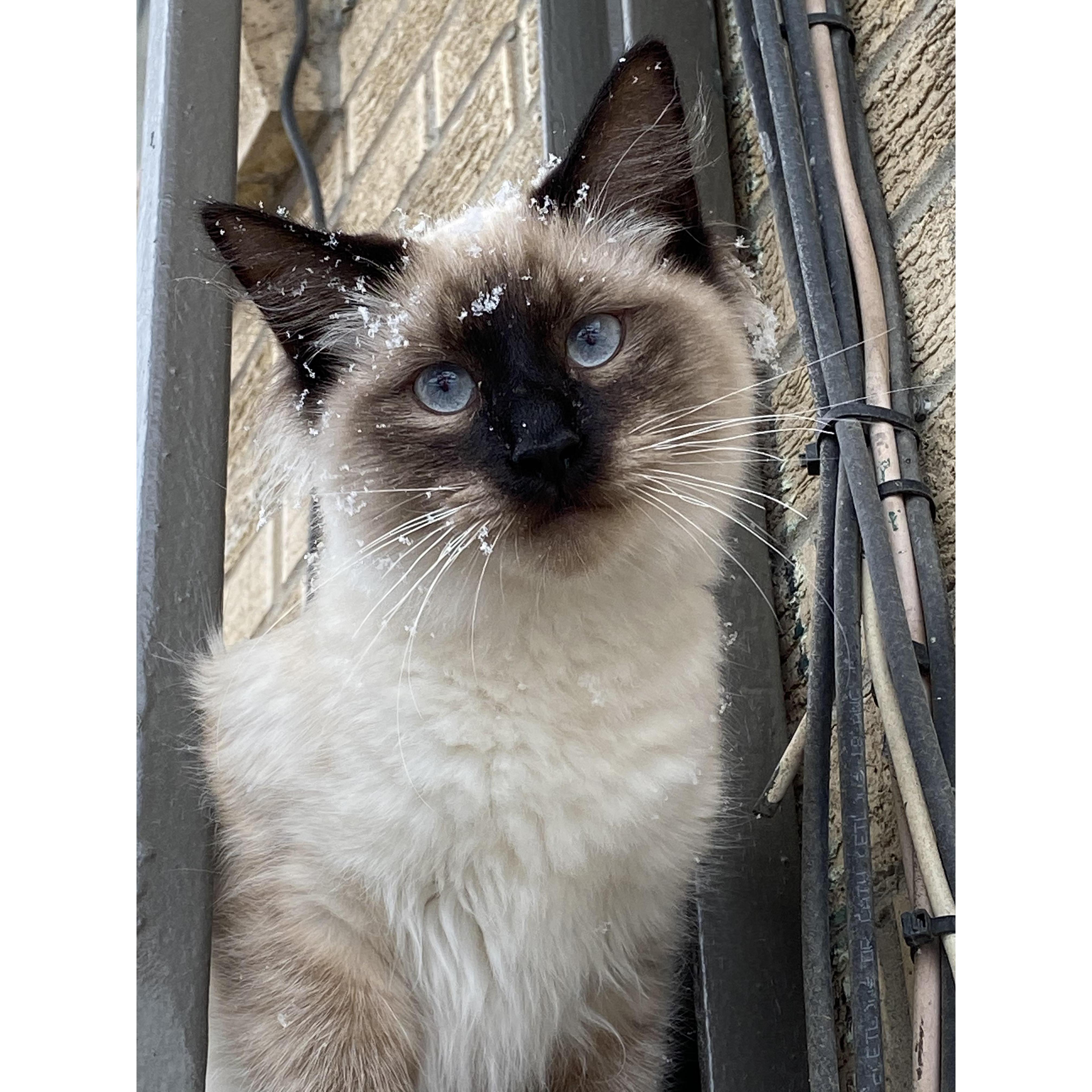 Our Momo- Denver, CO
