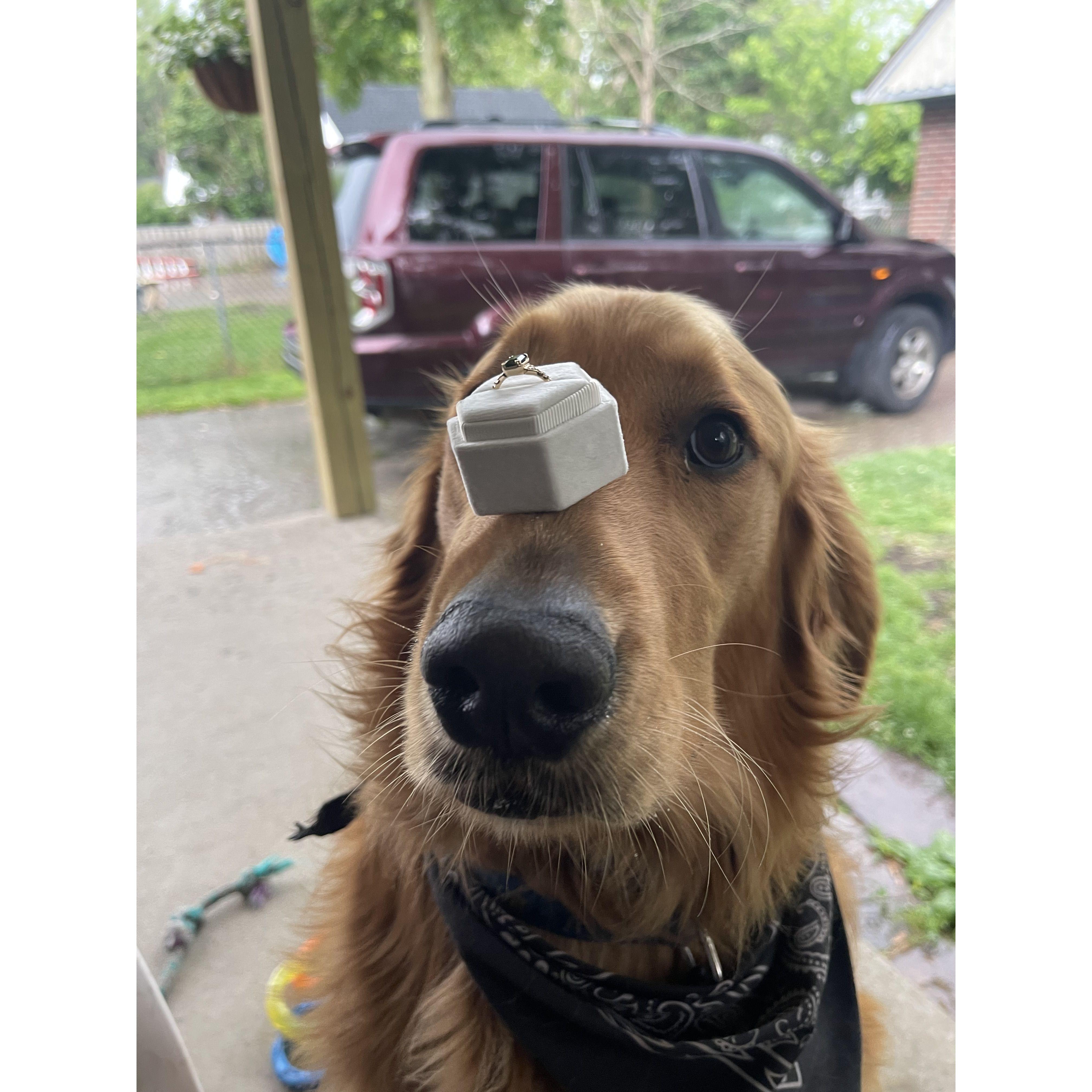 Ring approved by Gibson, Camille’s dog