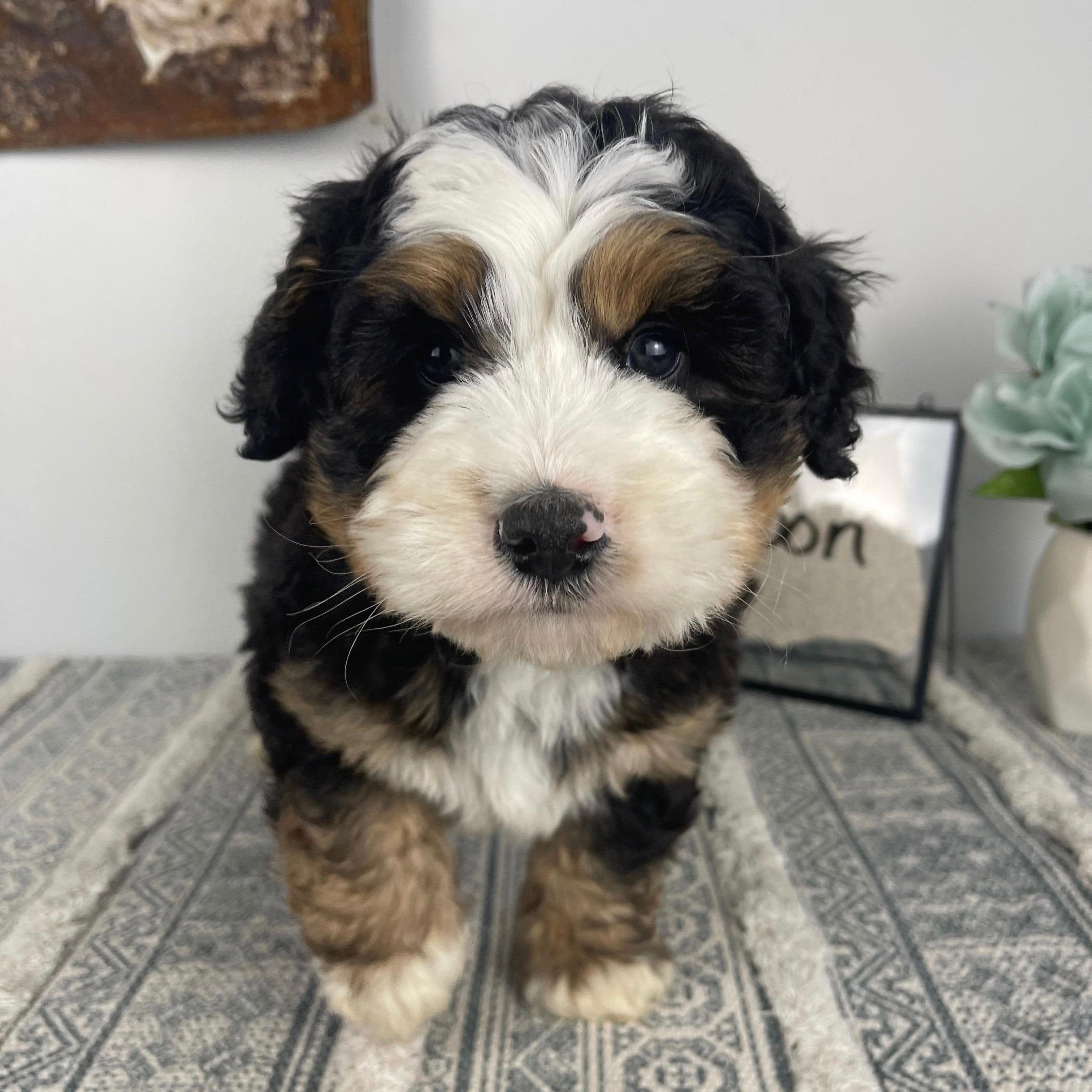 The day Stout became a part of our family (It was love at first sight!)