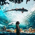 Aquarium Ripley de Toronto