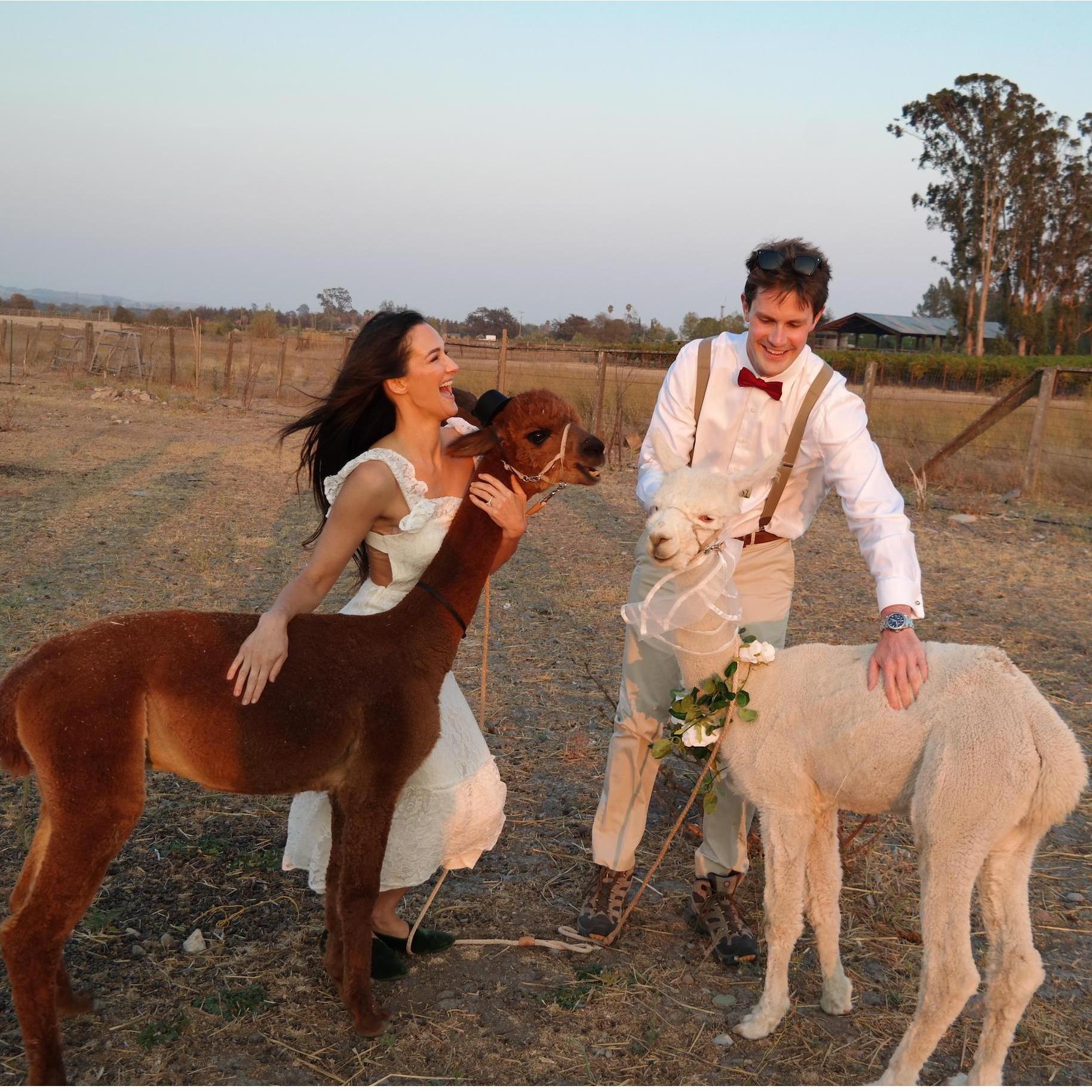"Wedding planning is hard." —Mr. & Mrs. Alpaca