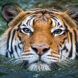 Houston Zoo