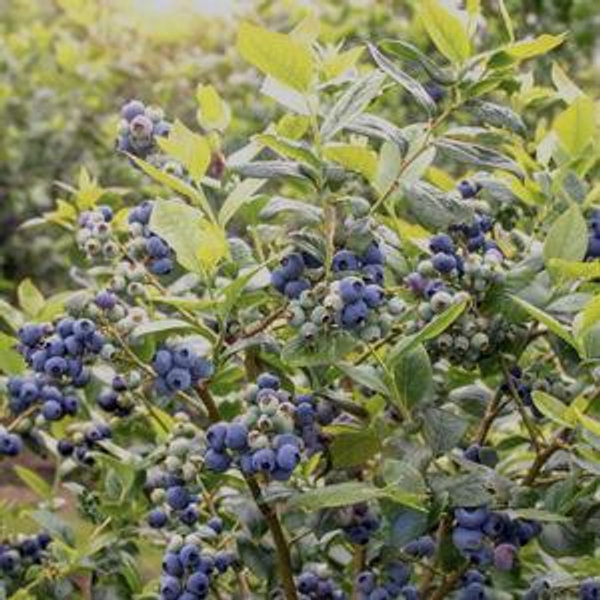 Blueberry Plants