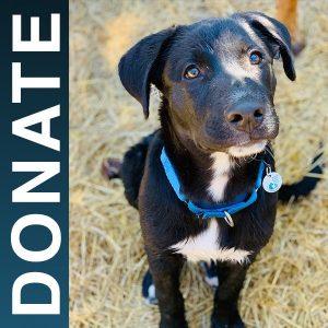 Dogwood Animal Project